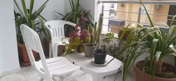 appartement S+1